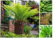 4-Ferns-Varieties-inc-Dicksonia-Antarctica-Soft-Tree-Fern-9cm