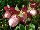 cypripedium_gisela._cipripedium_bashmachok_gizela.gisela_0