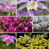 pleione-garden-orchids-6-pack-our-classics-pleione-garden-orchids-kit-bundle