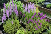 0001257_dactylorhiza-maculata6