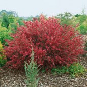01-cytisus-boskoop-ruby1