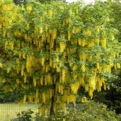01-laburnum