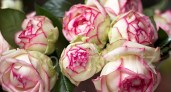 0384-Von-Herzen-alles-Gute-Rose-Biedermeier-Geburtstag