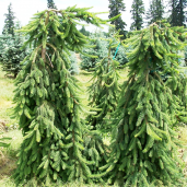 050g73-picea-abies-pendula-sur-tige_01