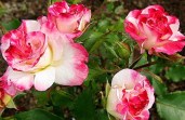 0_33f70_d94058_XL