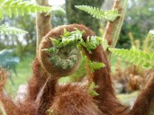 1-Dicksonia-antarctica-soft-Tree-Fern-AGM-Hardy