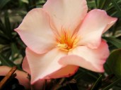 1-Oleander-Pflanze-VILLE-DE-CARPENTRAS