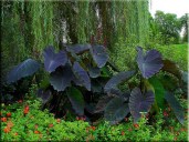 102381694.R4c168kF.BotBlackMagicElephantEars2ftleaves6fttallcopy
