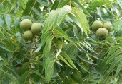 1024px-Black_Walnut_nut_and_leave_detail