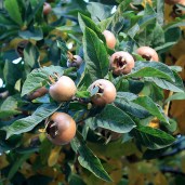 10348-mespilus-germanica-frui01