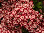 117160185.D9swbmYh.kalmia_latifolia_galaxy_small.west.s