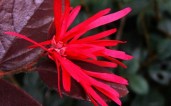 11938-Red-Diamond-Loropetalum