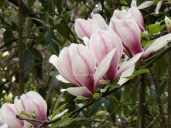 120241288_1885858971556676_2379463625067737954_o