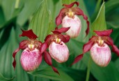 12141737-Cypripedium-Gisela-lady-s-slipper-flowers