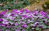 1410111002925_wps_5_Cyclamen_ftr_GWI3_jpg