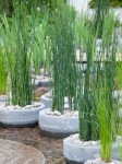 14301_0_Equisetum-japonicum-nr1lDS095in9jCWs