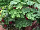 1465483357643_wp_20160524_13_53_08_pro