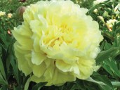 1606529319_duchesse_de_lorraine2