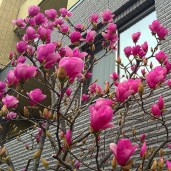 1621754242_95-p-foto-rasteniya-magnoliya-kustarnik-114