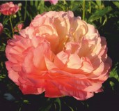 1652_pion-coral-supreme