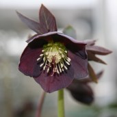 1697-04d-HELLEBORUS-x-orientalis-Slaty-Blue-en-Janvier