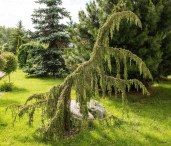 1703573756_klau-club-p-mozhzhevelnik-khorstman-pinterest-3
