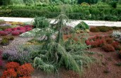 1703573784_klau-club-p-mozhzhevelnik-khorstman-pinterest-24