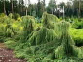 1703573788_klau-club-p-mozhzhevelnik-khorstman-pinterest-8