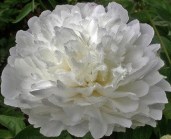 1881073758_w640_h640_pion-travyanistyj-white