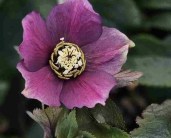 1_Helleborus-Amor-845x684