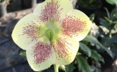 1_Helleborus-Frozen-Kristof-845x684
