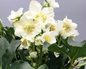 1_Helleborus-Mon-Amour-845x684