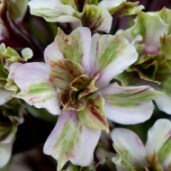 20110811162649-phlox-pure-feelings1