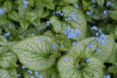 21.-brunnera-collection-jack-frost-scaled
