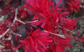 2176-Ever-Red-Sunset-Loropetalum