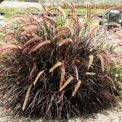 2193_pennisetum_rubrum_003
