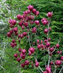236944365_w640_h640_magnoliya-sulanzha-dzheni