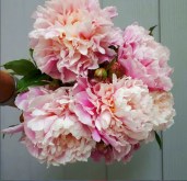247a-2941807093_w640_h640_carnation-bouquet-karnejshn-0-1-0-1-1-555x4583