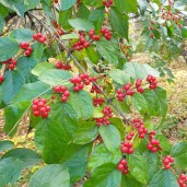 2c8acd2e87462b1e12306fc97f527234