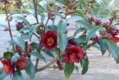 338_Camellia_Night_Rider_2_