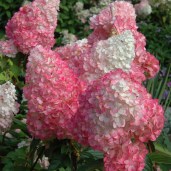 3476-vanilla-strawberry-hydrangea-3