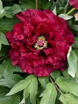 34dd4789f98cde75130b28bc9dd0fff4--chinoiserie-dark-red