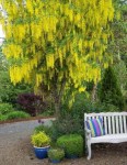 390651_091025094822_Laburnum_anagyroides2