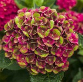 3952_gortenziya_grunes_gewolbe_g