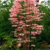 3c1ad489bc7da0bcd28d742ff30b44ac