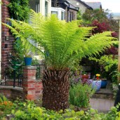 4-Ferns-Varieties-inc-Dicksonia-Antarctica-Soft-Tree-Fern-9cm-_57