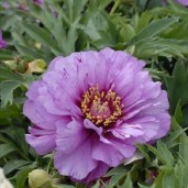 408.Morning-Lilac-5600-3-шт