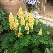 42007_ardenmum_1470255454_1080