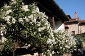 4490SolanumJasminoides
