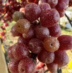 44ab14a6a711dbf2e77a2f9904wk--materialy-dlya-tvorchestva-sheferdiya-krasnaya-oblepiha-vysus